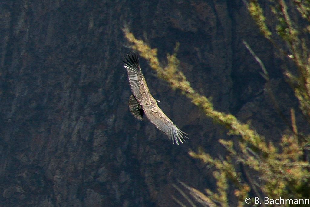 Cruz-del-Condor_0054.jpg