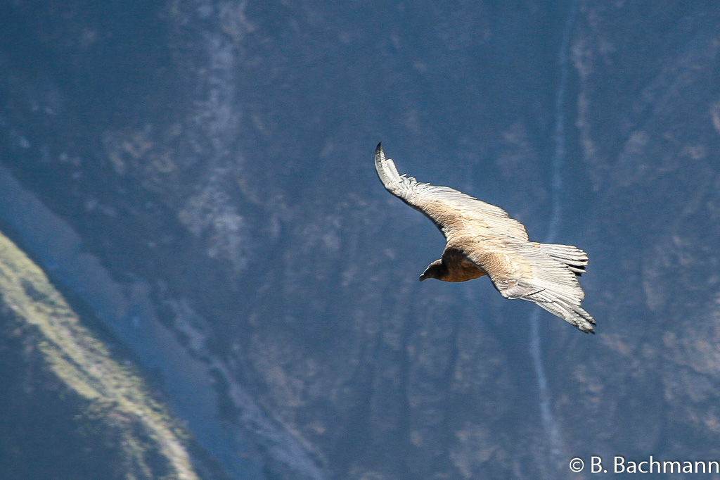 Cruz-del-Condor_0055.jpg