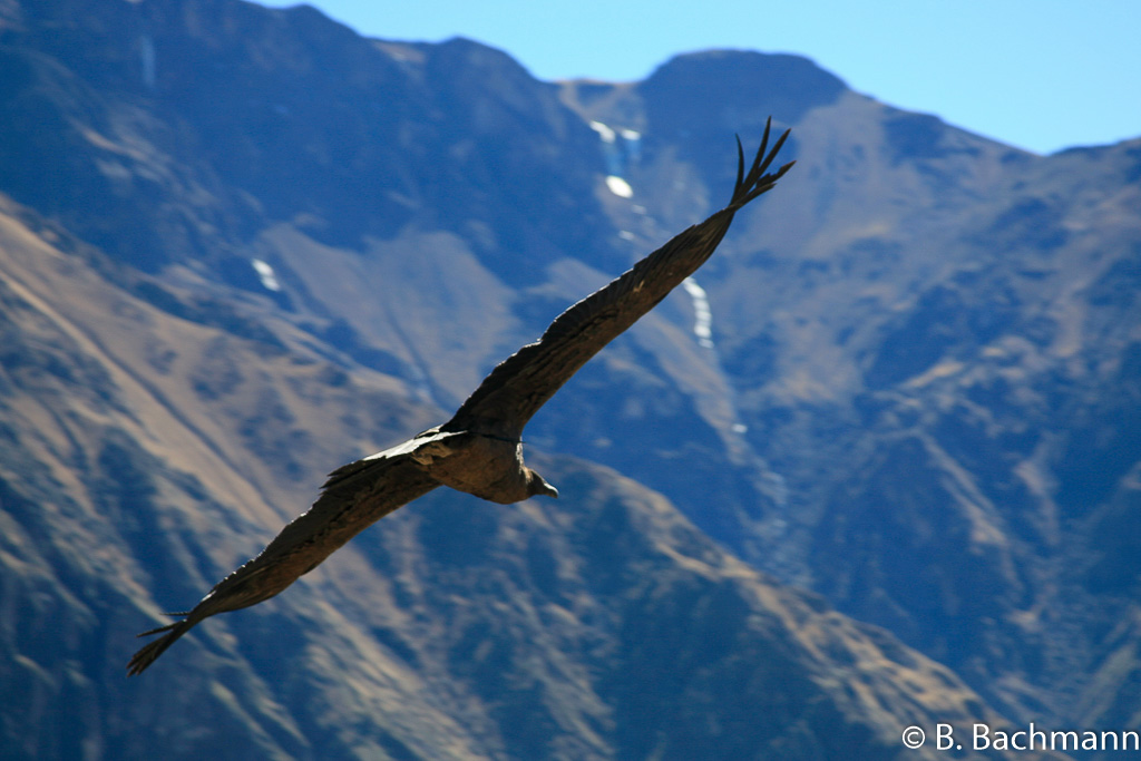 Cruz-del-Condor_0056.jpg