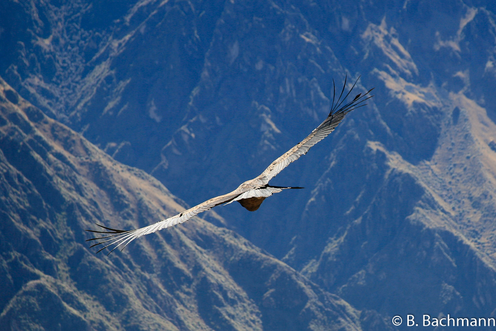 Cruz-del-Condor_0057.jpg