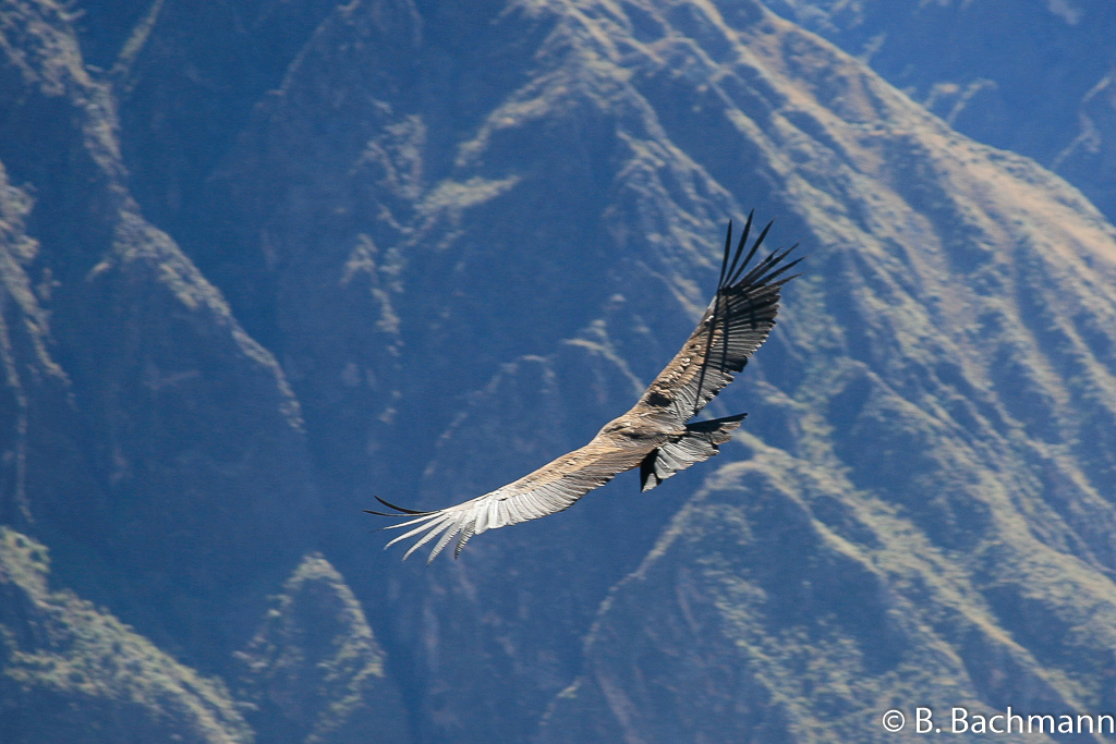 Cruz-del-Condor_0058.jpg