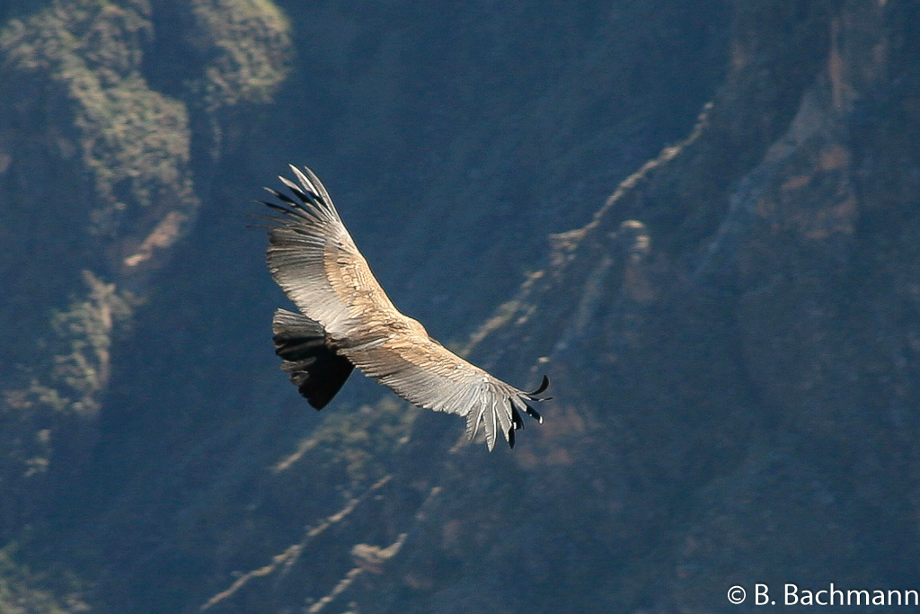 Cruz-del-Condor_0059.jpg