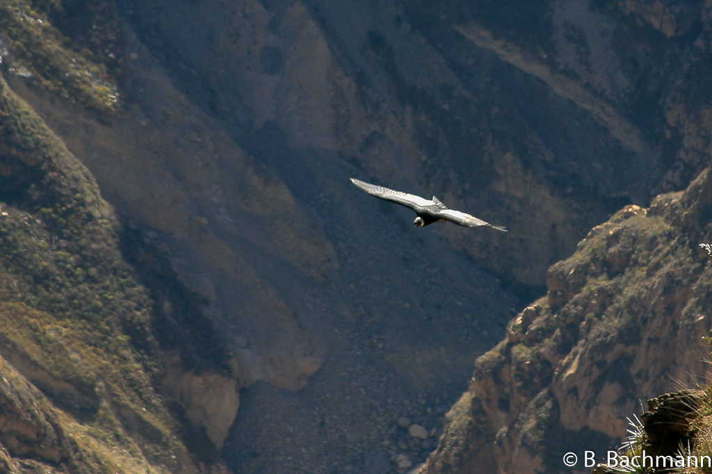 Cruz-del-Condor_0060.jpg