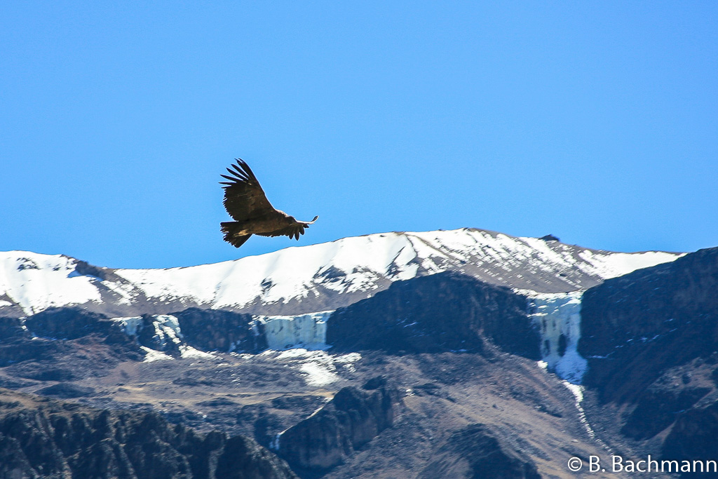Cruz-del-Condor_0061.jpg