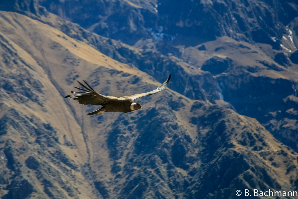 Cruz-del-Condor_0063.jpg