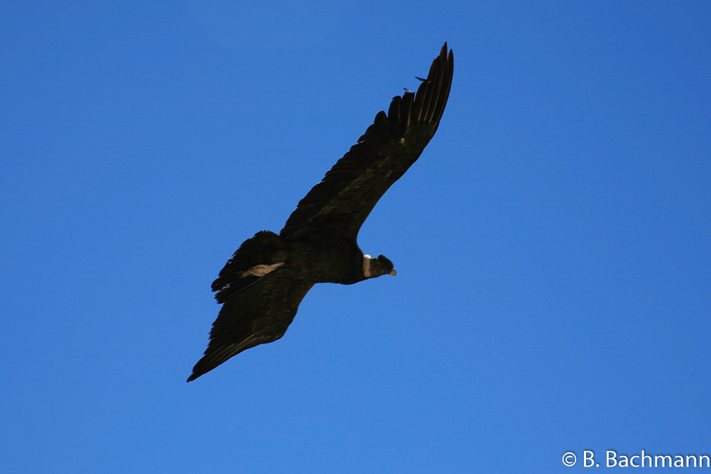 Cruz-del-Condor_0064.jpg