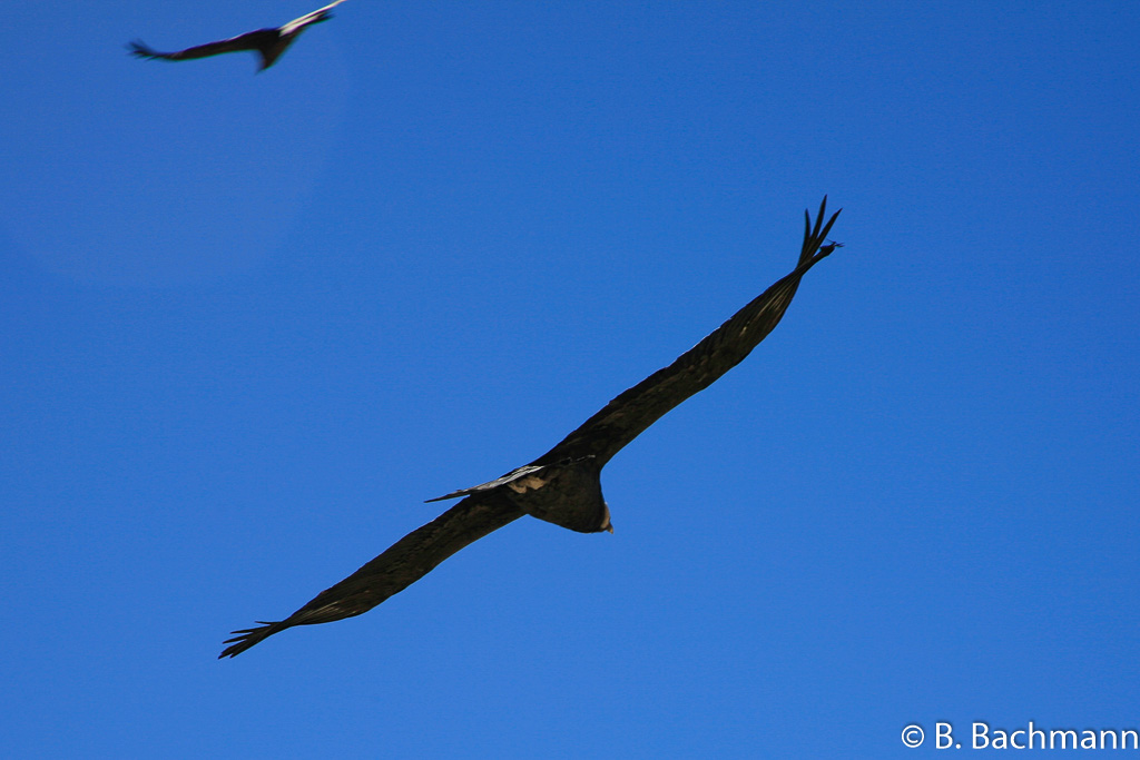 Cruz-del-Condor_0065.jpg
