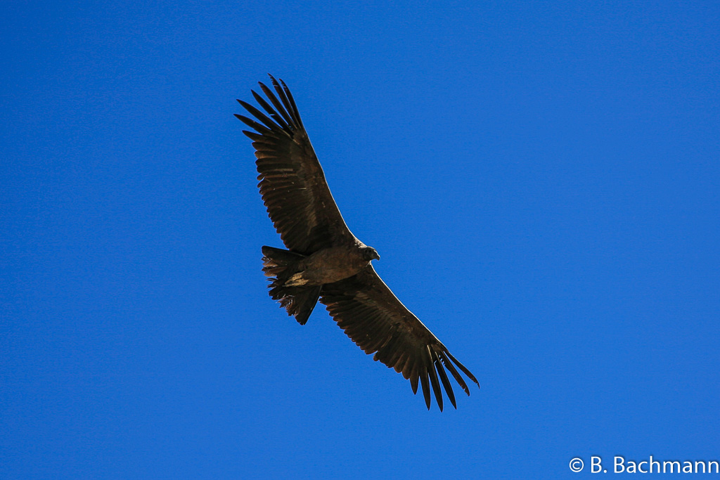 Cruz-del-Condor_0066.jpg