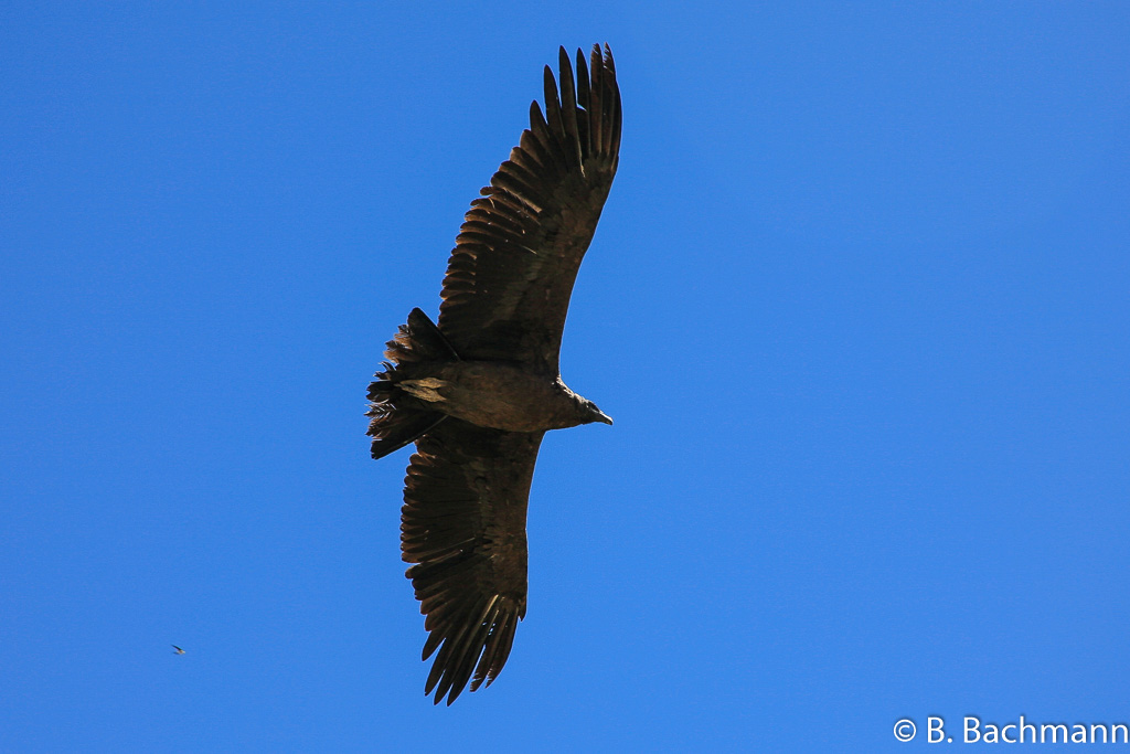 Cruz-del-Condor_0067.jpg