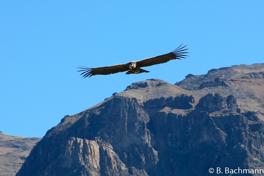 Cruz-del-Condor_0068.jpg