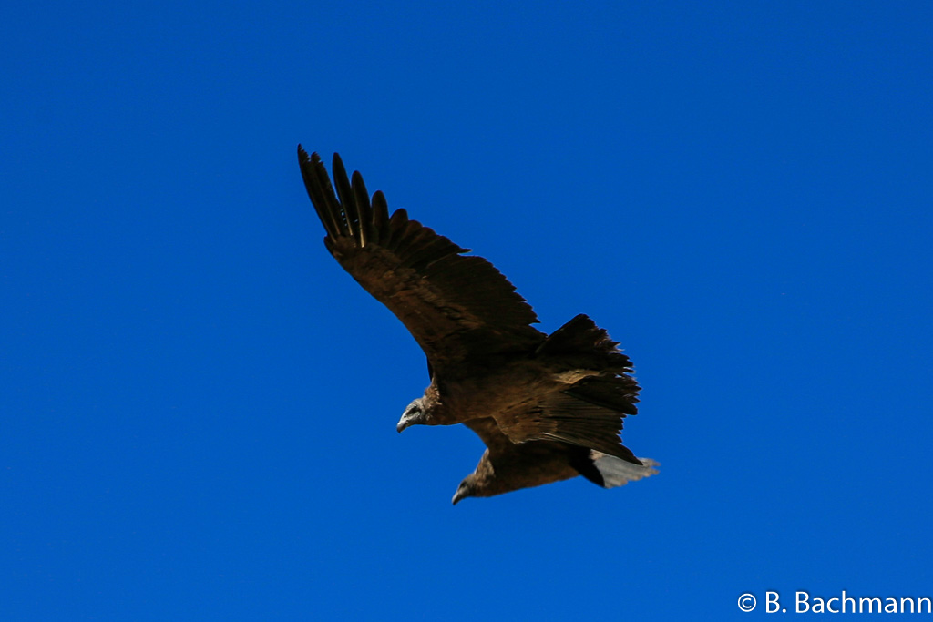 Cruz-del-Condor_0069.jpg