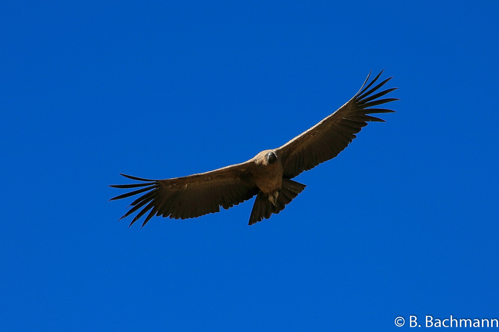 Cruz-del-Condor_0070.jpg