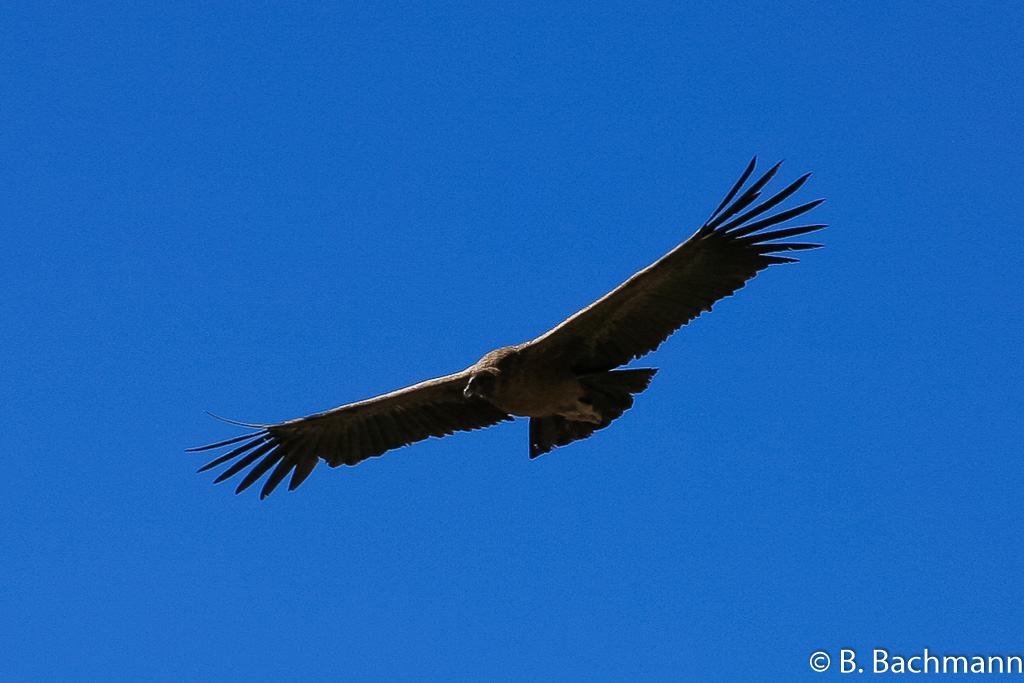 Cruz-del-Condor_0071.jpg