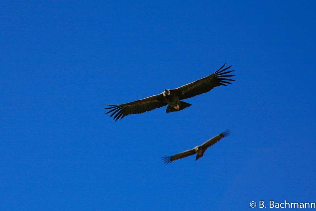 Cruz-del-Condor_0072.jpg