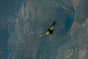 Condor1.jpg