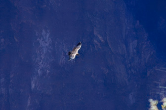 Condor10.jpg