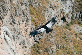 Condor11.jpg