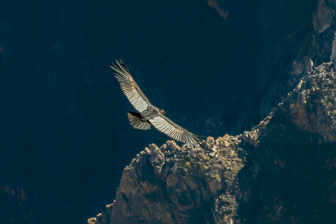 Condor12.jpg