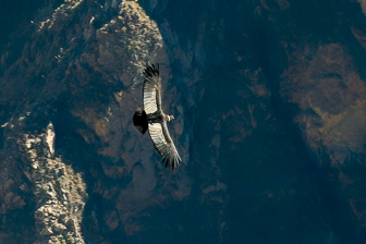 Condor18.jpg