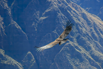 Condor38.jpg