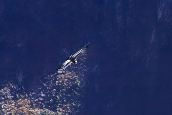 Condor9.jpg