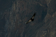 Cruz-del-Condor_0001.jpg