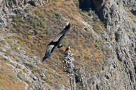 Cruz-del-Condor_0002.jpg