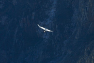 Cruz-del-Condor_0005.jpg