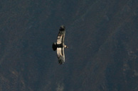 Cruz-del-Condor_0009.jpg