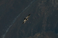 Cruz-del-Condor_0010.jpg