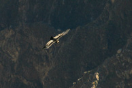 Cruz-del-Condor_0011.jpg