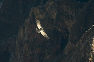 Cruz-del-Condor_0015.jpg