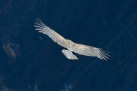 Cruz-del-Condor_0024.jpg