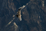 Cruz-del-Condor_0026.jpg
