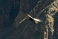 Cruz-del-Condor_0028.jpg