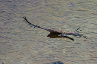 Cruz-del-Condor_0036.jpg