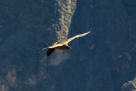 Cruz-del-Condor_0039.jpg
