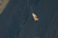 Cruz-del-Condor_0043.jpg
