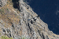 Cruz-del-Condor_0047.jpg