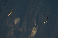 Cruz-del-Condor_0048.jpg