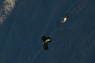 Cruz-del-Condor_0049.jpg