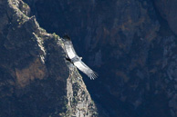 Cruz-del-Condor_0051.jpg