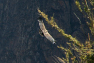 Cruz-del-Condor_0054.jpg
