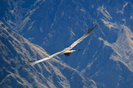 Cruz-del-Condor_0057.jpg