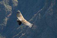 Cruz-del-Condor_0059.jpg