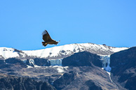 Cruz-del-Condor_0061.jpg