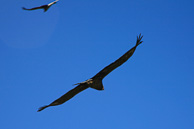 Cruz-del-Condor_0065.jpg