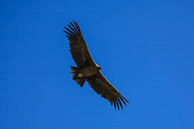 Cruz-del-Condor_0066.jpg