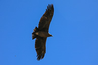 Cruz del Condor Cruz del Condor
