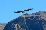 Cruz-del-Condor_0068.jpg